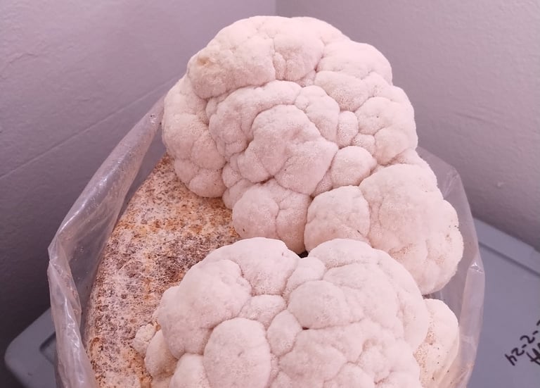 Lions mane top fruiting