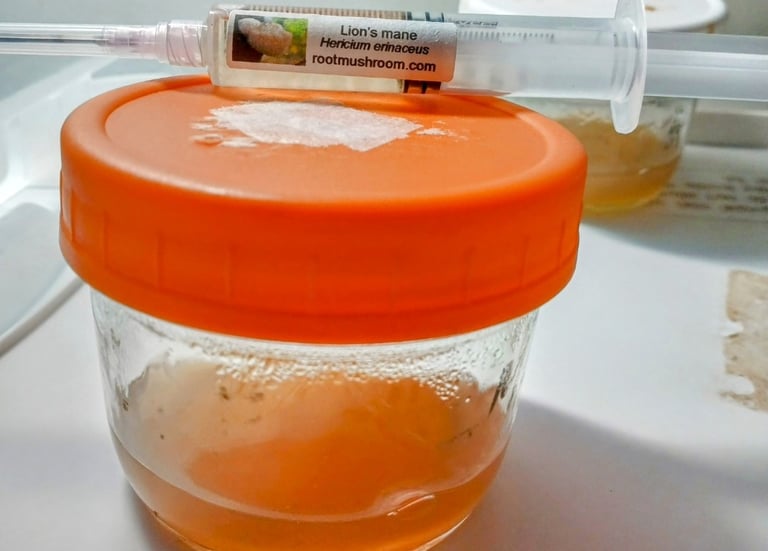 No-pour agar jar with a Lion’s Mane liquid culture syringe on top for mushroom cultivation
