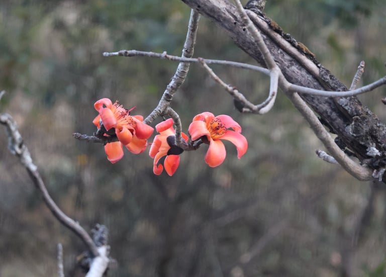 Semal Ka Flower