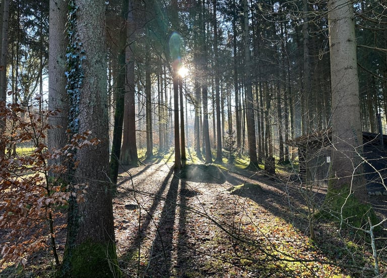Ein vom Licht der Abendsonne durchfluteter Wald. Echtes Bild