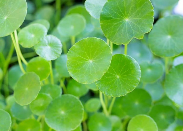 gotu kola(centella asiatica) for skin
