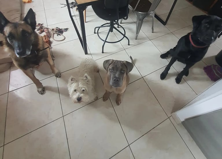 pension canine instinct de meute