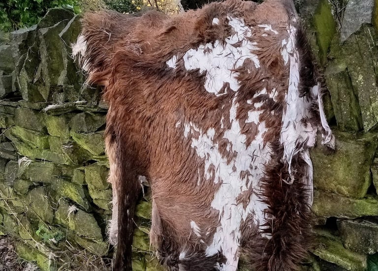 Red Stag hide being prepared in the field