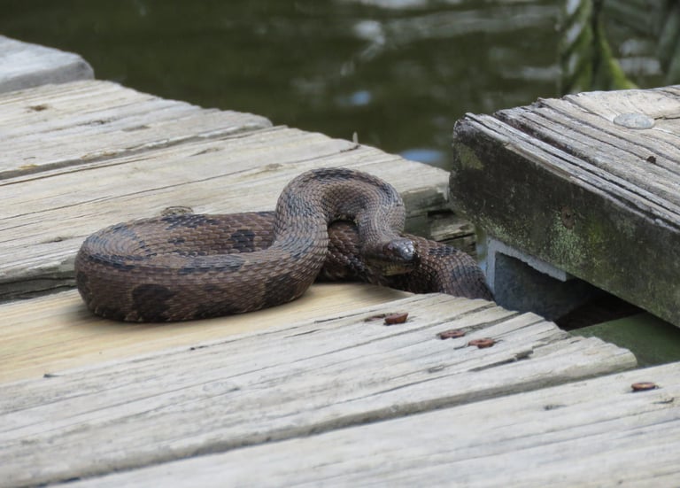 Warning Glance; Water moccasin on a dock