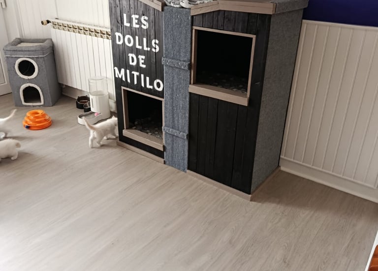 Les Dolls de Mitilo Arbre Ă chat Palettes