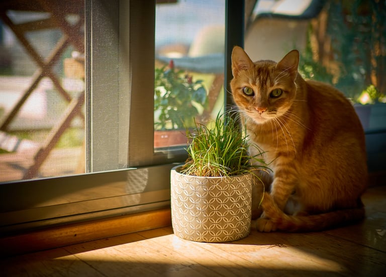 Michina & her plant Barcelona cat orange
