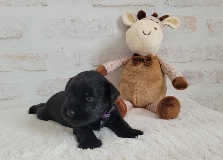 Chiot Schnauzer et sa girafe