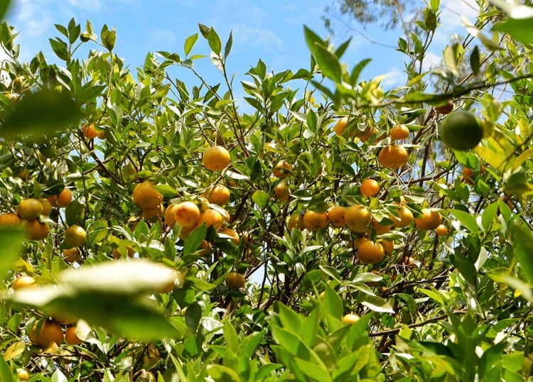 kebun jeruk di pangalengan