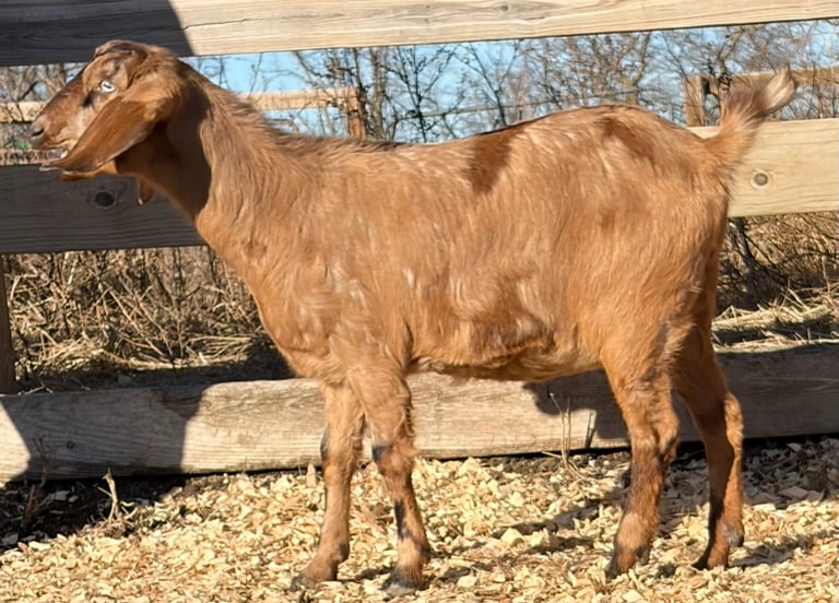 A brown goat with a few darker brown spots 
