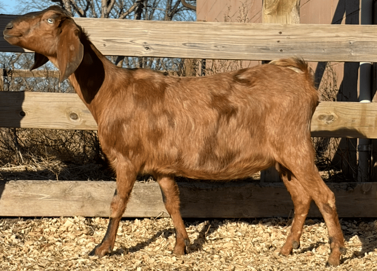 A brown goat standing in shavings in the sun 