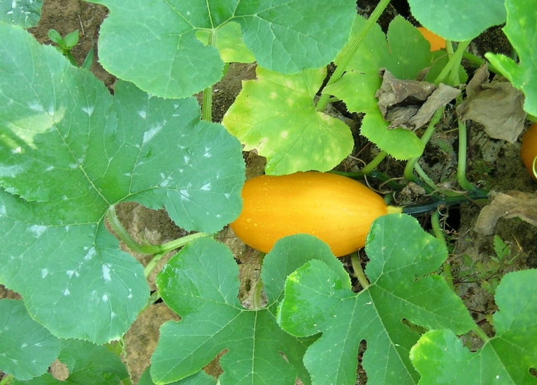 courgette jaune 