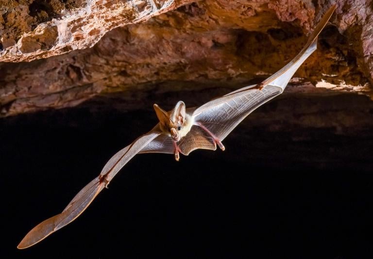Ghost bat in flight