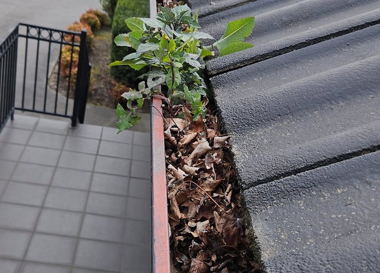 Gutter Clearing & general roof & home maintenance