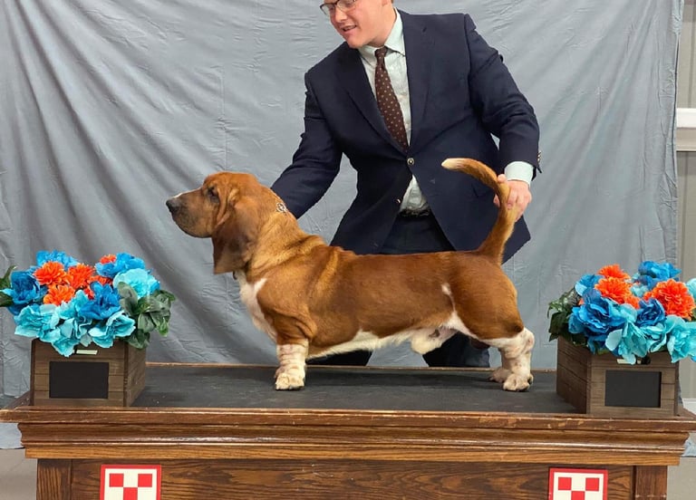 european champion basset hound shown by professional handler landon hutchison