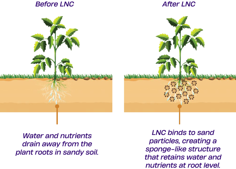A diagram of few plants growing with the help of Liquid Natural Clay (LNC) technology