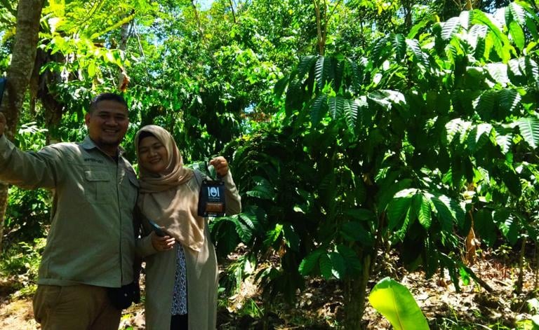 kebun kopi robusta kalimantan barat, ambaawang, desa pasak piang