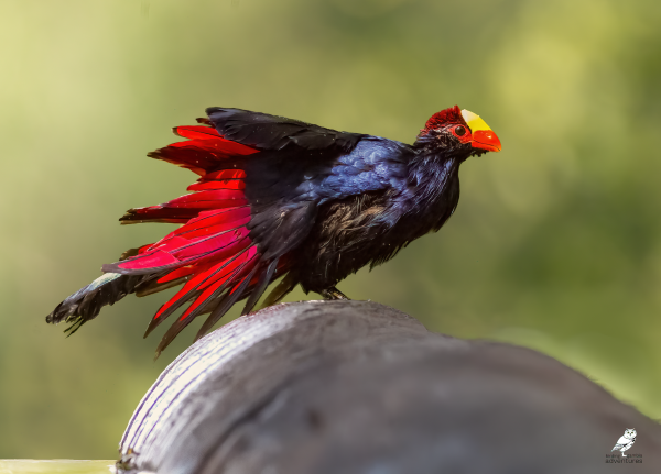 Violet Turaco landing near the water at Mandinari photo hide, The Gambia