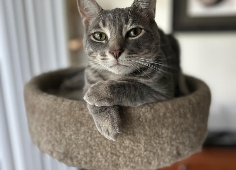 Grey tabby cat
