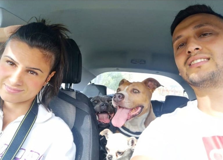 Grecalestaffs con Staffy, chiuhuahua e amstaff