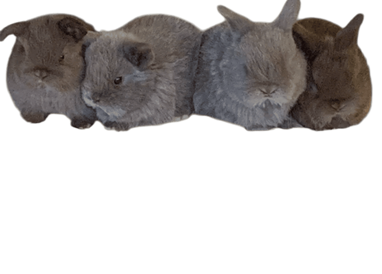 A quarted of darling kits at Hot Cross Buns Holland Lops in Oberlin, OH