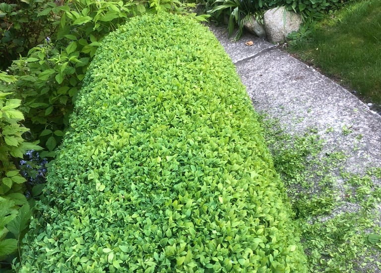 Smoothed boxwood hedge