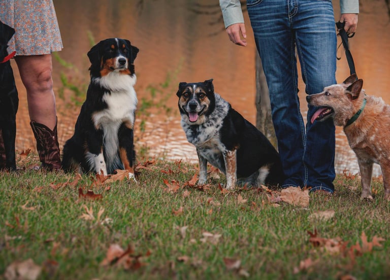 Randonnées encadrées avec son chien en Touraine