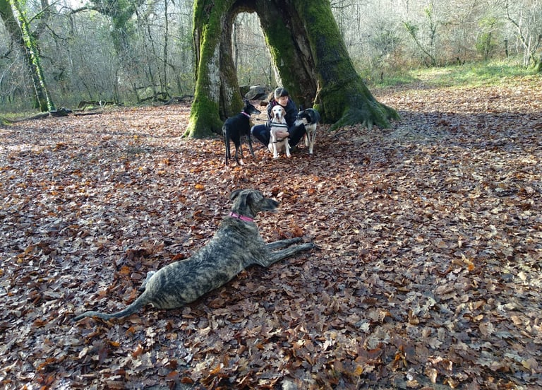 "Una mujer sentada con cuatro galgos en un claro del bosque cubierto de hojas de otoño."