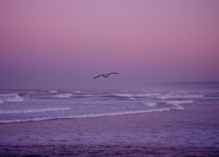 A solo seagull flying free above the waves at sunset symbolising emotional and physical freedom