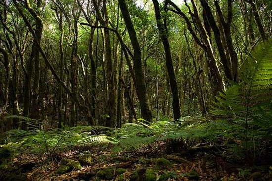 Bosque de El Cedro