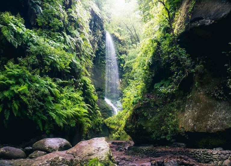 Bosque de los Tilos