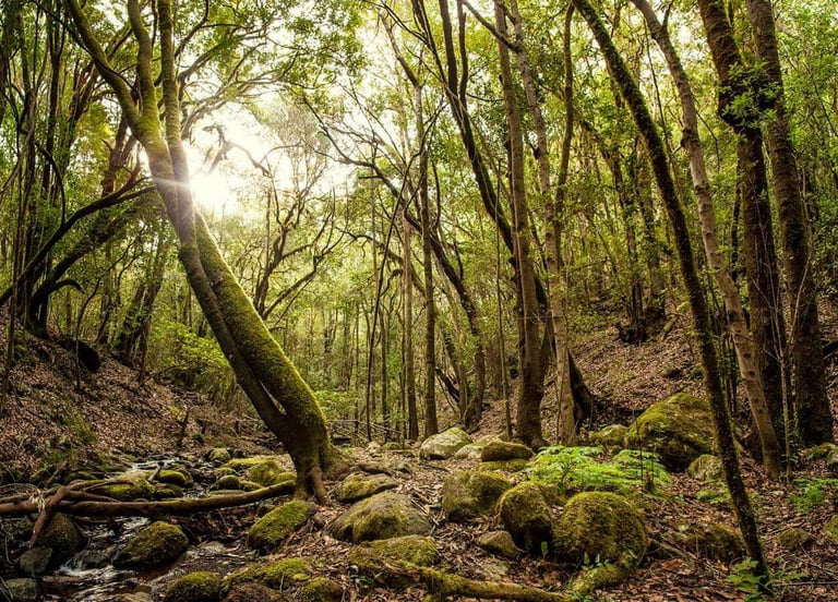 Parque Nacional de Garajonay