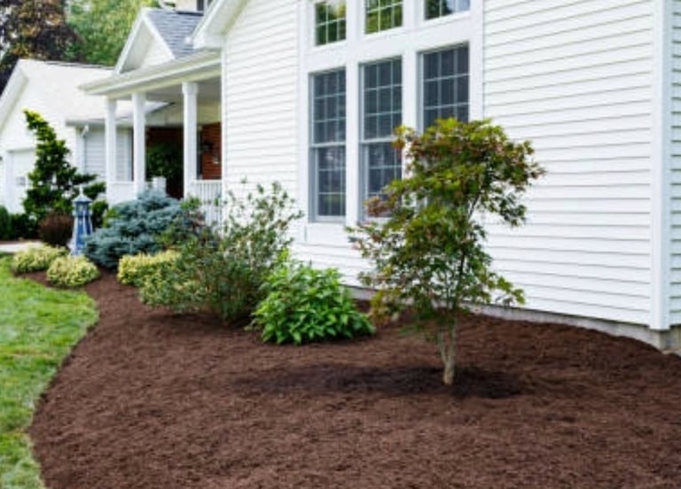 Deep chocolate brown mulch applied around residential foundation plants and trees for moisture reten