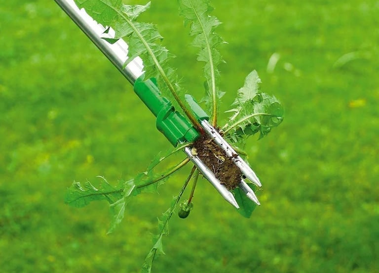 Professional manual weed removal from lawn in Toronto by Avenue Seasons