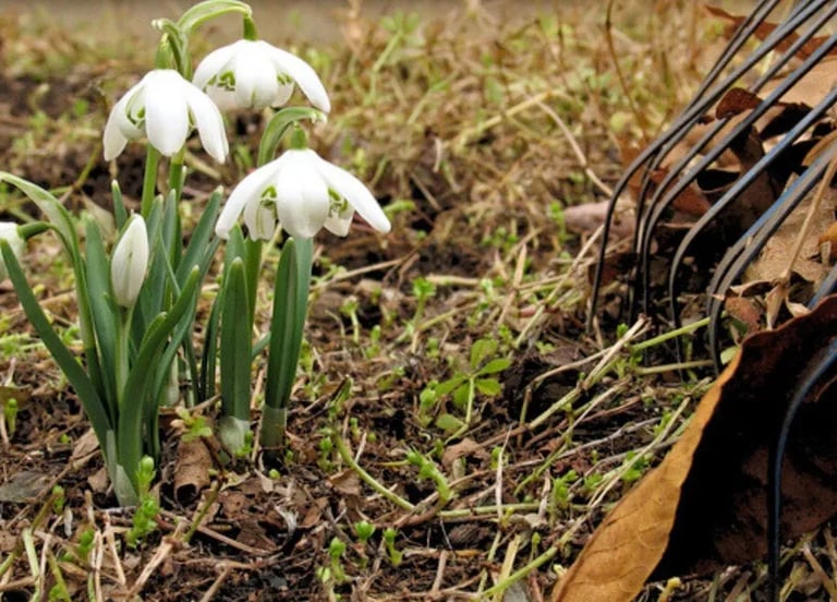 Winter debris and leaf removal in Toronto by Avenue Seasons