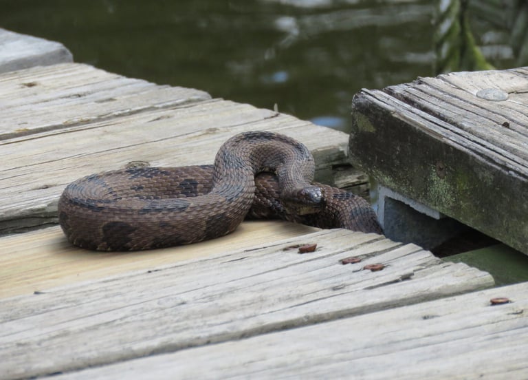 Warning glance, water moccasin