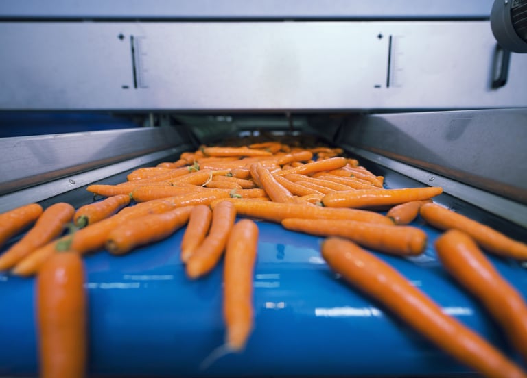 Fresh organic carrots moving along a blue industrial conveyor belt in a vegetable processing facility.