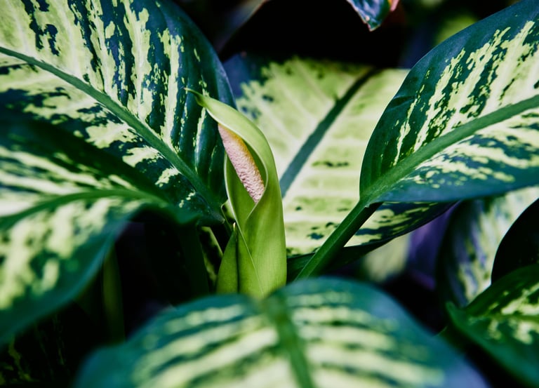 Dieffenbachia Reeva with flower