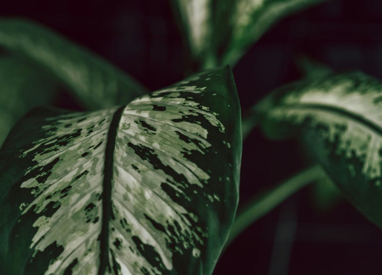 Dieffenbachia Seguine