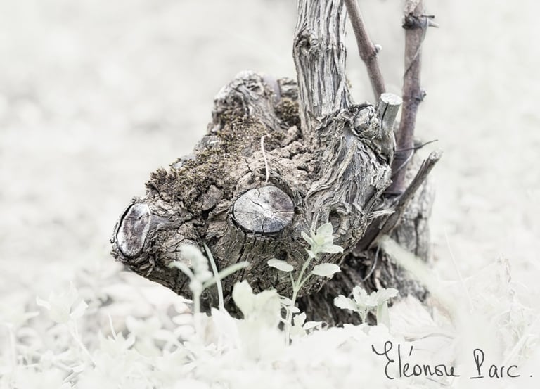 Cep de Vigne série Bestiaire de Ceps ref BC-01 ©Eléonore Parc