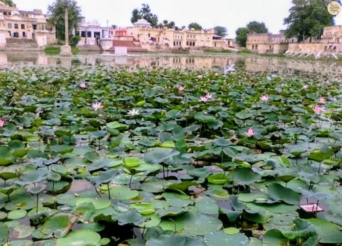 Lotus blooming at Devyani Kund, the “Little Pushkar” of Sambhar.