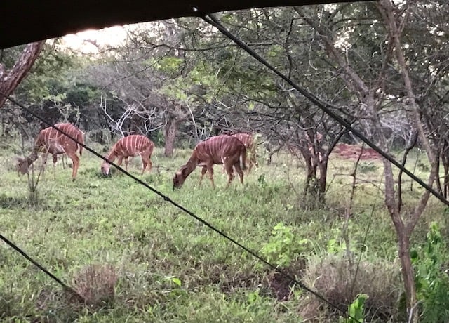 Nyala grazing next to a self catering glamping tent at Albizia camp in Hluhluwe