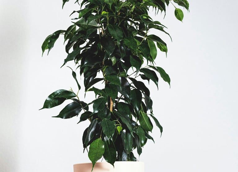 Ficus 'Benjamina' Weeping Fig