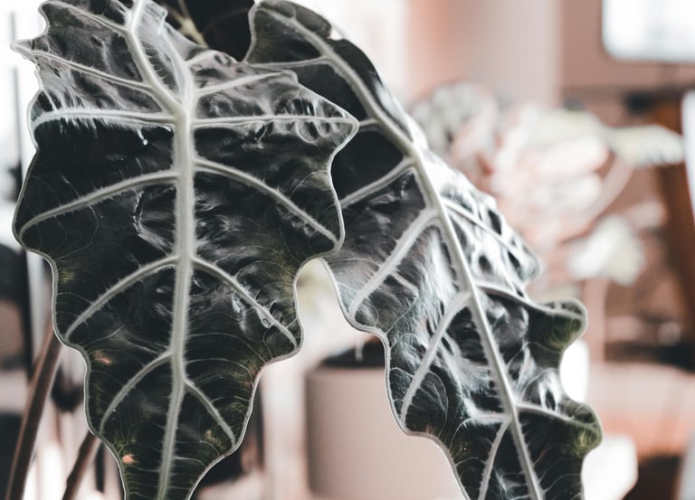 Alocasia Polly