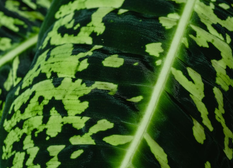 Dieffenbachia Maculata Reflector