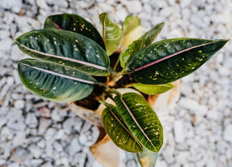 Aglaonema Pink Moon