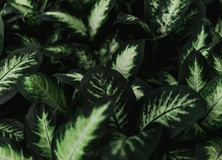 Dieffenbachia Tropic Snow