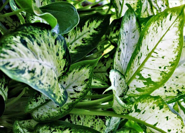 Dieffenbachia maculata Amy