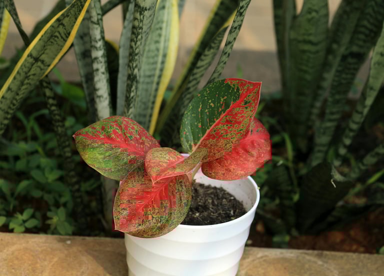 Aglaonema Red Stardust