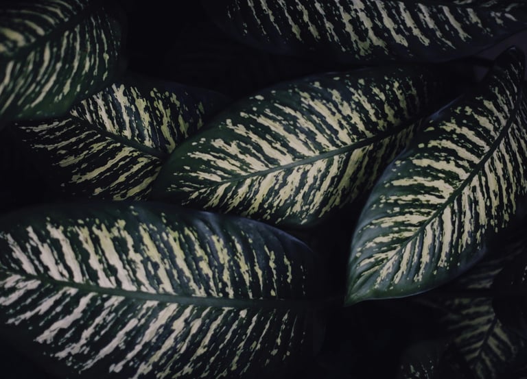 Dieffenbachia Tropic Snow