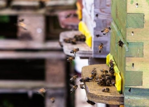 Découverte de l'apiculture